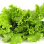 Italy Lettuce Organic Green Vegetable   160 Seeds