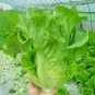 Italy Lettuce Organic Green Vegetable   160 Seeds