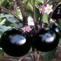 Black Round Eggplant Organic Big Vegetable   100 Seeds
