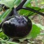 Black Round Eggplant Organic Big Vegetable   100 Seeds