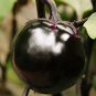 Black Round Eggplant Organic Big Vegetable 100 Seeds