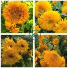 Pleniflorous Fuzzy Sunflower  20 Seeds