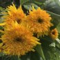 Pleniflorous Fuzzy Sunflower 20 Seeds