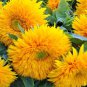 Pleniflorous Fuzzy Sunflower 20 Seeds