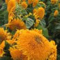 Pleniflorous Fuzzy Sunflower 20 Seeds