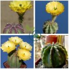 Echinocereus subinermis Cactus 24 Seeds