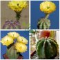 Echinocereus subinermis Cactus 24 Seeds