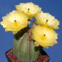 Echinocereus subinermis Cactus 24 Seeds