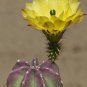 Echinocereus subinermis Cactus 24 Seeds