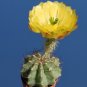 Echinocereus subinermis Cactus 24 Seeds