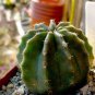 Echinocereus subinermis Cactus 24 Seeds
