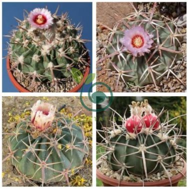 Echinocactus texensis Horse Crippler  24 Seeds