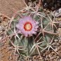 Echinocactus texensis Horse Crippler  24 Seeds