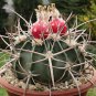 Echinocactus texensis Horse Crippler  24 Seeds
