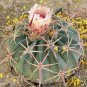 Echinocactus texensis Horse Crippler  24 Seeds