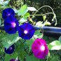 Morning Glory Ipomoea Flower 200 Seeds