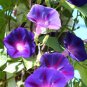 Morning Glory Ipomoea Flower 200 Seeds