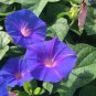 Morning Glory Ipomoea Flower 200 Seeds