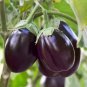 Black Beauty' Black Eggplant Vegetable   200 Seeds