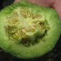 Sweet Melon 'Luzun' Hybrid Fruit 1000 Seeds