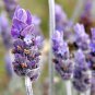 Blue Purple Lavender Series Bonsai Flowers 40 Seeds