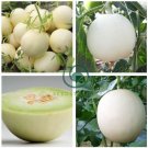 Melon Hybrid Oval Fruit  400 Seeds