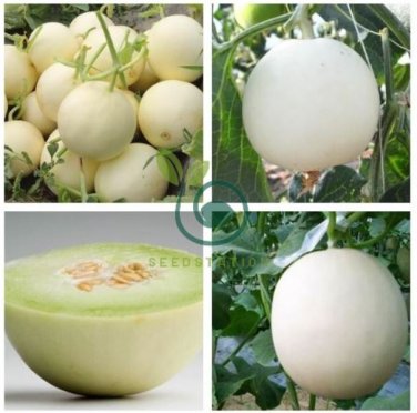 Melon Hybrid Oval Fruit  400 Seeds