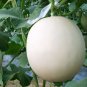 Melon Hybrid Oval Fruit  400 Seeds