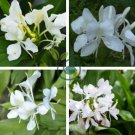 White Gingeli 60 Seeds