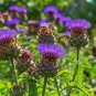 Rare Beautiful White Hill Flower 20 Seeds