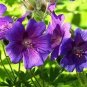 Rare Beautiful White Hill Flower 20 Seeds