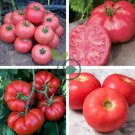 'Summer Pink' Big Truss Tomato 40 Seeds