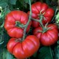 'Summer Pink' Big Truss Tomato 40 Seeds