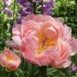 Heirloom 'Pink King's' Double Slippy Peony Flower 10 Seeds