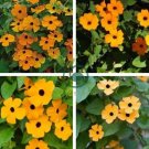 Morning Glory Climbing Annual Flower with Black Eye 20 Seeds