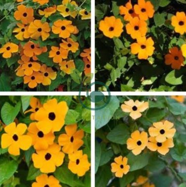 Morning Glory Climbing Annual Flower with Black Eye 20 Seeds