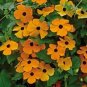 Morning Glory Climbing Annual Flower with Black Eye 20 Seeds