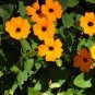 Morning Glory Climbing Annual Flower with Black Eye 20 Seeds
