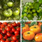 30 Types of Different Gardening Tomato Organic 60 Seeds