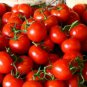 30 Types of Different Gardening Tomato Organic 60 Seeds
