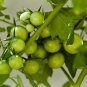 30 Types of Different Gardening Tomato Organic 60 Seeds