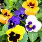 Heirloom Hanging Pansy Mixed White Yellow Purple 40 Seeds