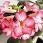 Heirloom Adenium New Fireoflove Desert Rose Bonsai 4 Seeds