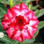 Heirloom Adenium New Destiny Desert Rose Bonsai  4 Seeds