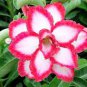 Heirloom Adenium New Destiny Desert Rose Bonsai  4 Seeds