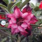 Heirloom Adenium New Destiny Desert Rose Bonsai  4 Seeds