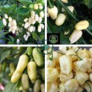 Hot Pepper - Habanero White 40 Seeds