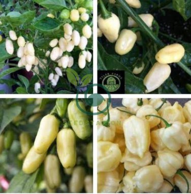 Hot Pepper - Habanero White 40 Seeds