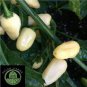 Hot Pepper - Habanero White 40 Seeds