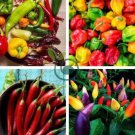 Hot Colorful Chili - Varied life 40 Seeds